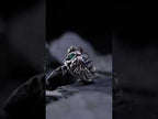 product-video-E1004850-1