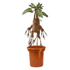 Product image Harry Potter - Mandrake Plush Figure with Sound 35 cm
