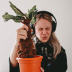 Product image Harry Potter - Mandrake Plush Figure with Sound 35 cm