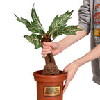 Product image Harry Potter - Mandrake Plush Figure in Pot with Sound 46 cm