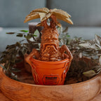 Zdjęcie produktu Harry Potter - Figurka ogrodowa Mandragora