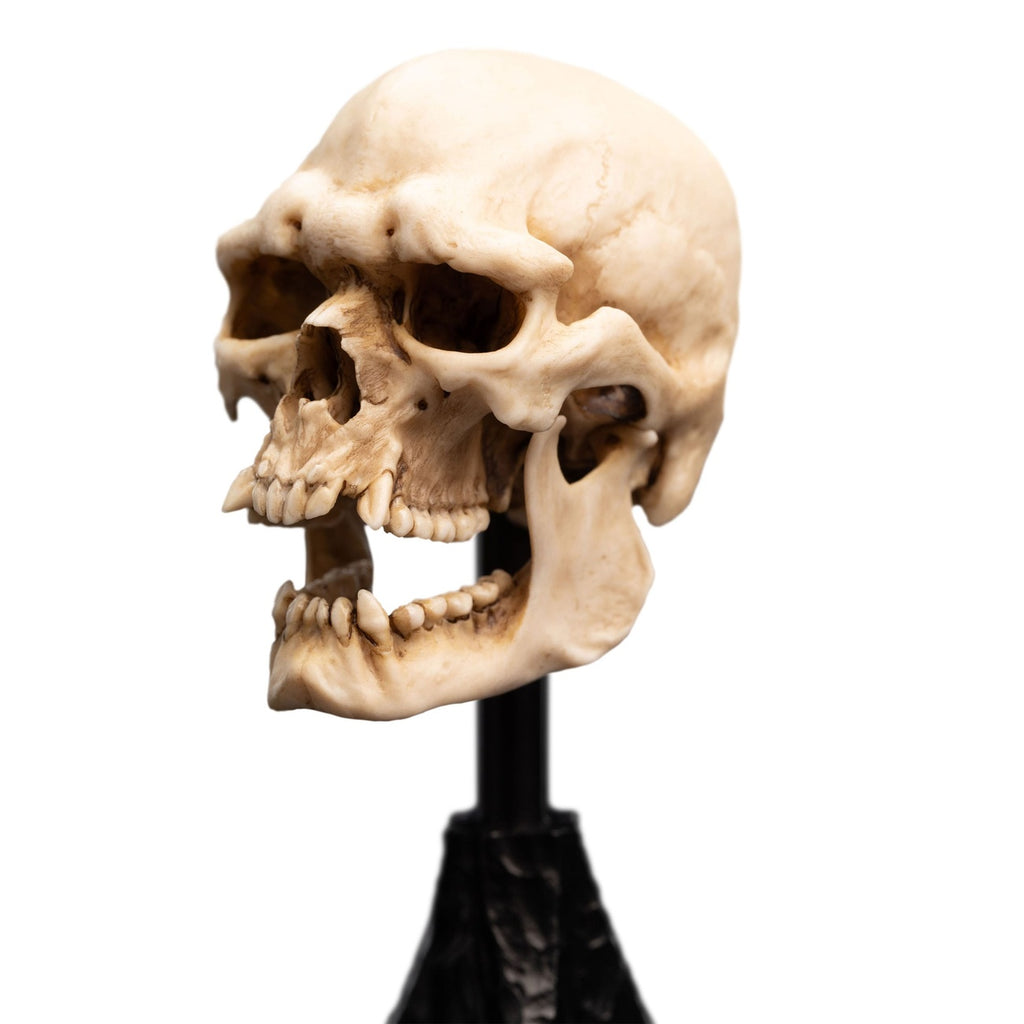 Product image The Lord of the Rings - Skull of a Mordor Orc Mini Statue