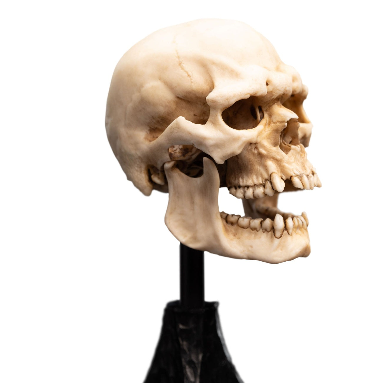 Product image The Lord of the Rings - Skull of a Mordor Orc Mini Statue
